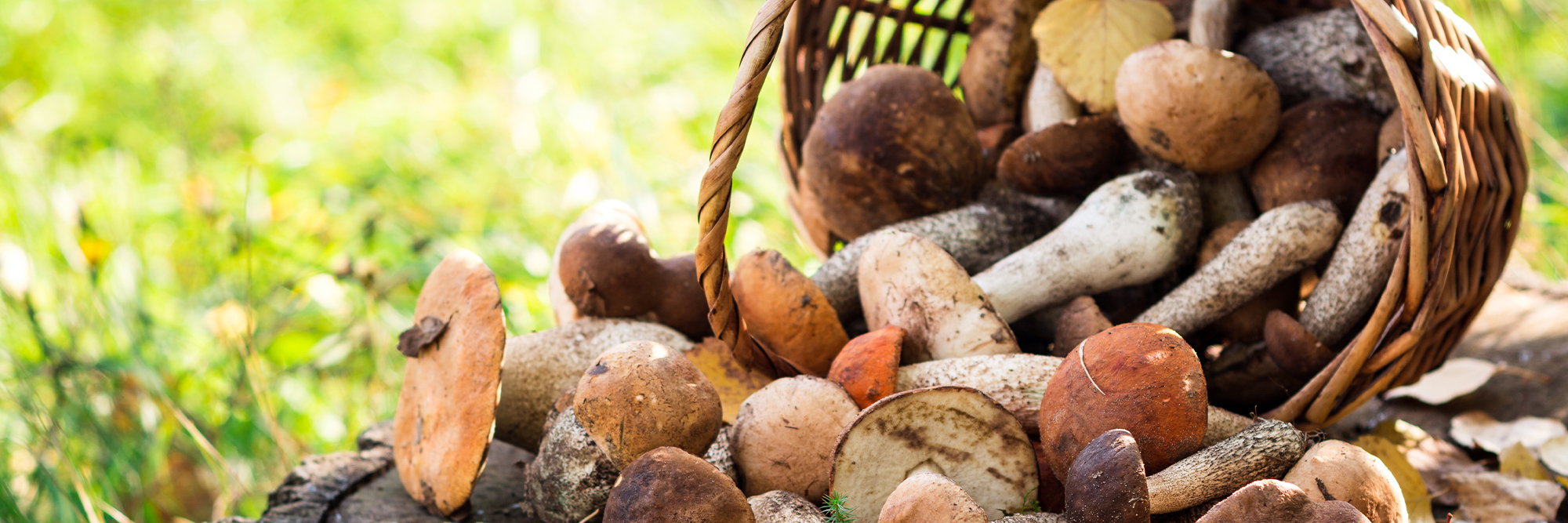 Image Formation : cueilleur professionnel de champignons forestiers